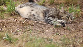 Beautiful Cat enjoying Nature