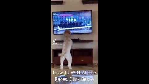 How To Win At The Races