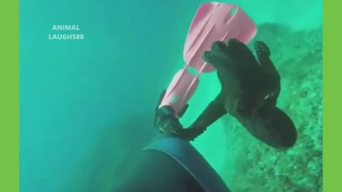 This Cute Octopus Grabs Divers Leg And Goes For A Ride!