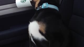 Cachorro encuentra modo gracioso de beber un cachorrino