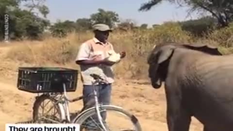 Young elephants that have been rescued are raised in the wild.