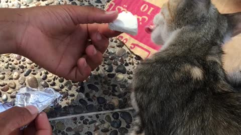 A little child feeds a little cat cheese