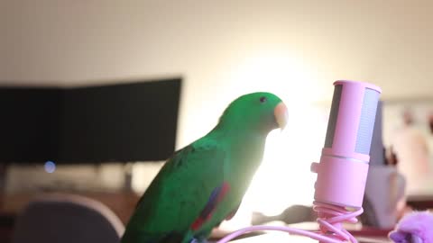 Funny Parrot Whispers into microphone