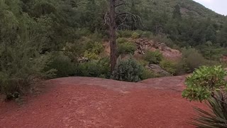 Sedona Arizona Rivers, Red Rocks, and the Forest Come Together