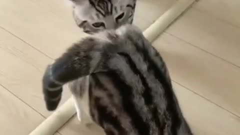 Cute cat bite another cat at back side funny cat video