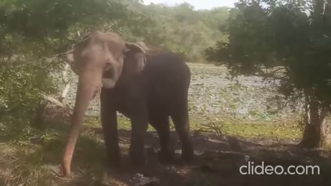 Elephant Food