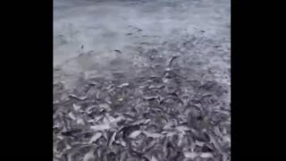 shoal on the beach 😱