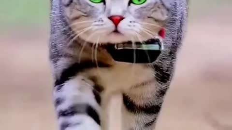 cat dance-very beautiful Cat Dance