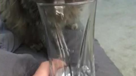 Cat dipping paws into water cup