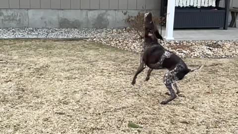 Pumped Pup Pops Bubbles