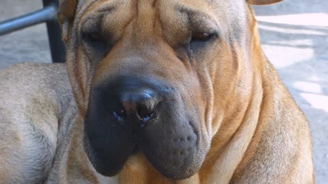 Red Shar Pei - 9492