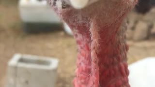 Turkey hits camera with beak