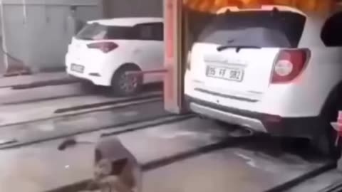Dog Car Wash Funny Video 😂