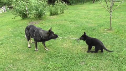German Shepherd puppy plays tug-of-war with dad
