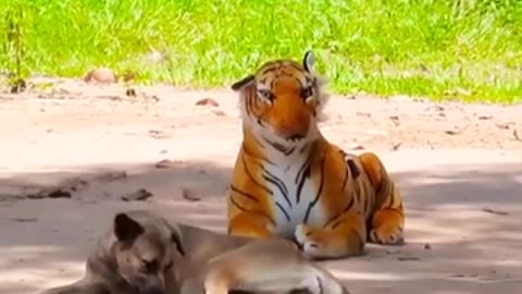 trolling dogs with fake tigers :)