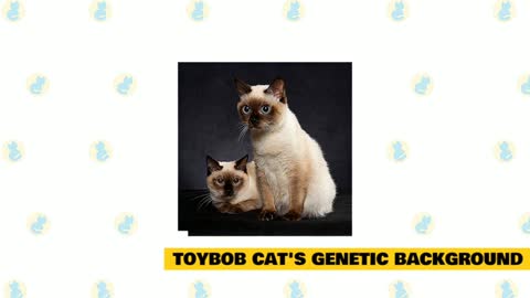 Toybob Cats : Interesting facts