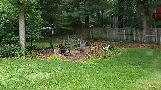 Baby Deer Runs Laps in Backyard