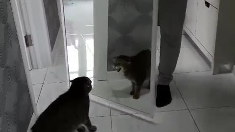 Cat is scared of his reflection in the mirror