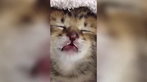Compilation of hilarious cats - Funniest cat videos