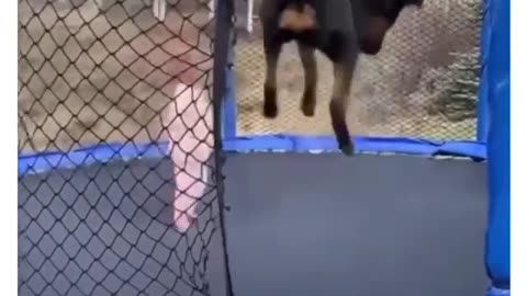 Adorable jumping dog playing with baby