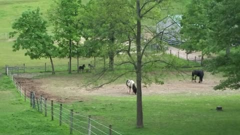 Adorable foals running and playing