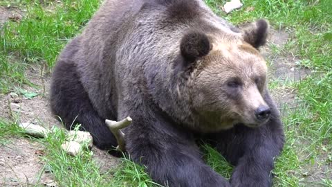 Polar Bear | Brown Bear | Black Bear