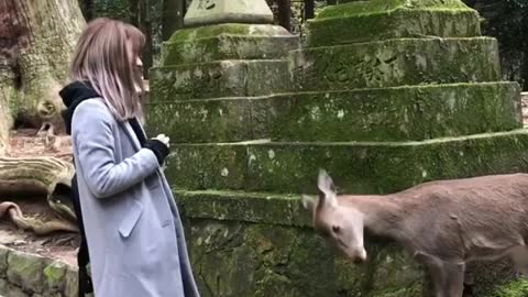 Respectful Deer Adorably Bows For Treats