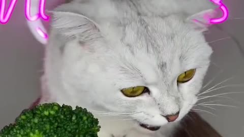 I give my funny cat to test broccoli