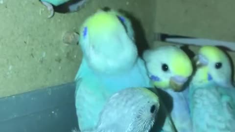 A group of love birds fed by their mother in a wonderful way