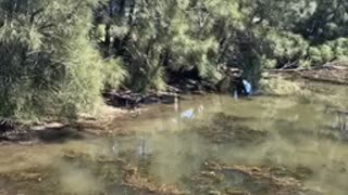 Lake water / lake illawarra