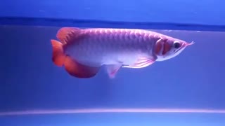 Beautiful Silver red borneo arowana