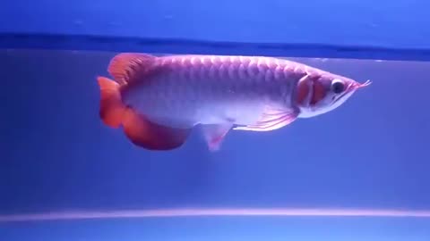 Beautiful Silver red borneo arowana