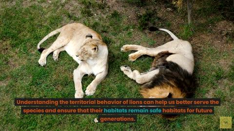 Lions Unleashed: Understanding the Territorial Behavior