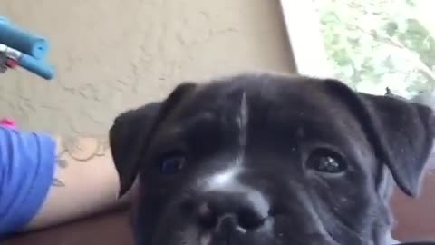 Close up of super cute puppy