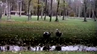 Wild Turkeys Rush Dudes In A Car