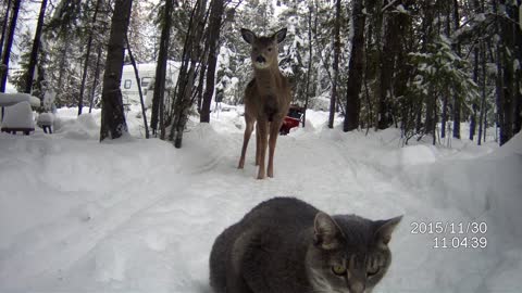 Suspicious cat hesitant to meet friendly deer