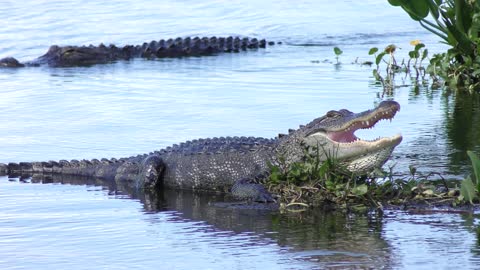 Large alligators in a lake
