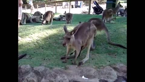 Baby Kangaroos and Joeys