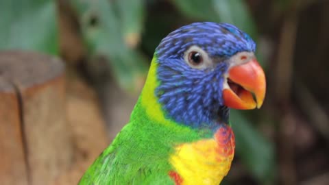 parrot so adorable