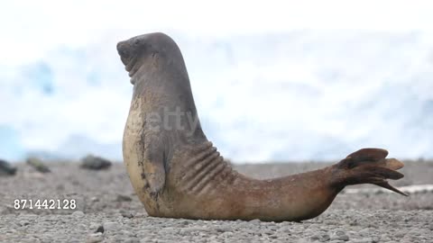Southern Elephant Seal rocking back and forth