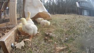 11 day old chicks explore the yard