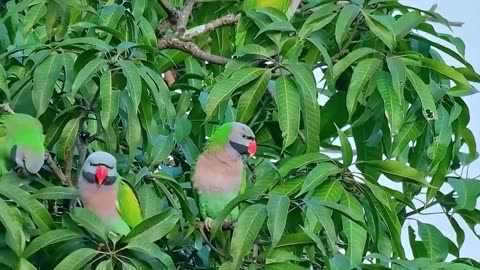 Wildlife birds.Red-breasted Parakeet (Psittacula alexandri).#birds