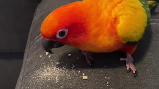 Parrot is aggressively protective over his cheerios