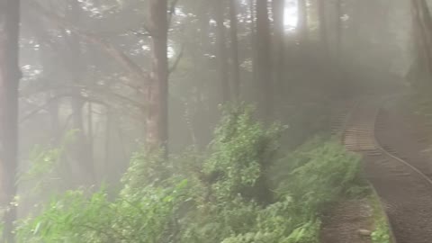 Fog in the forest from Taiwan Yilan