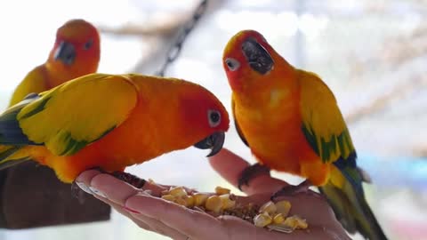 hand holding and feeding parrots animal care concept