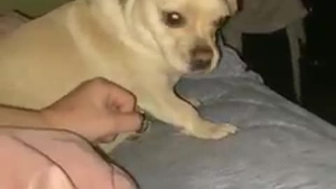 Dog Doesn't Like Owner Touching Him and Saying