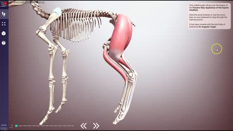 Equine Stay Apparatus (hindlimb) - 3D Veterinary Anatomy & Learning IVALA