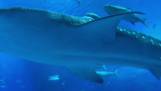 Whale shark, a rare species to see