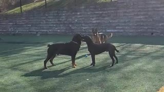 Doggy best friends don't quite understand how fetch works