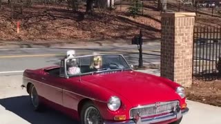 White dog riding in passenger seat of red car